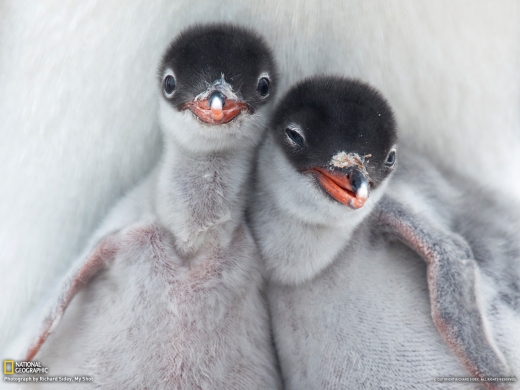 pequeños pingüinos de la Antártida